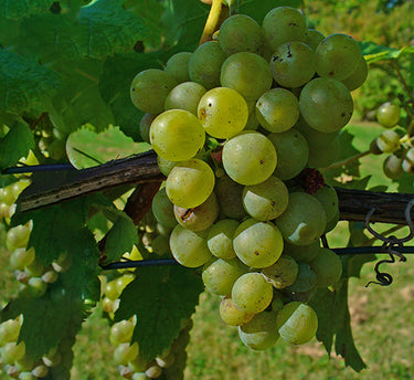 Vitis vinifera, Grapes Vine, Mediterranean, Fast-Growing, Buy Vitis vinifera Online